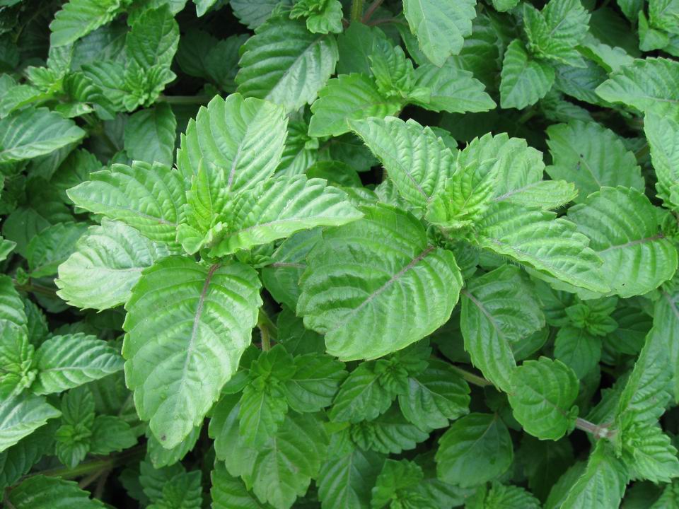闽产药材