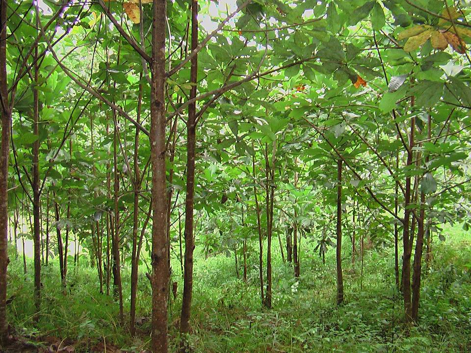 闽产药材