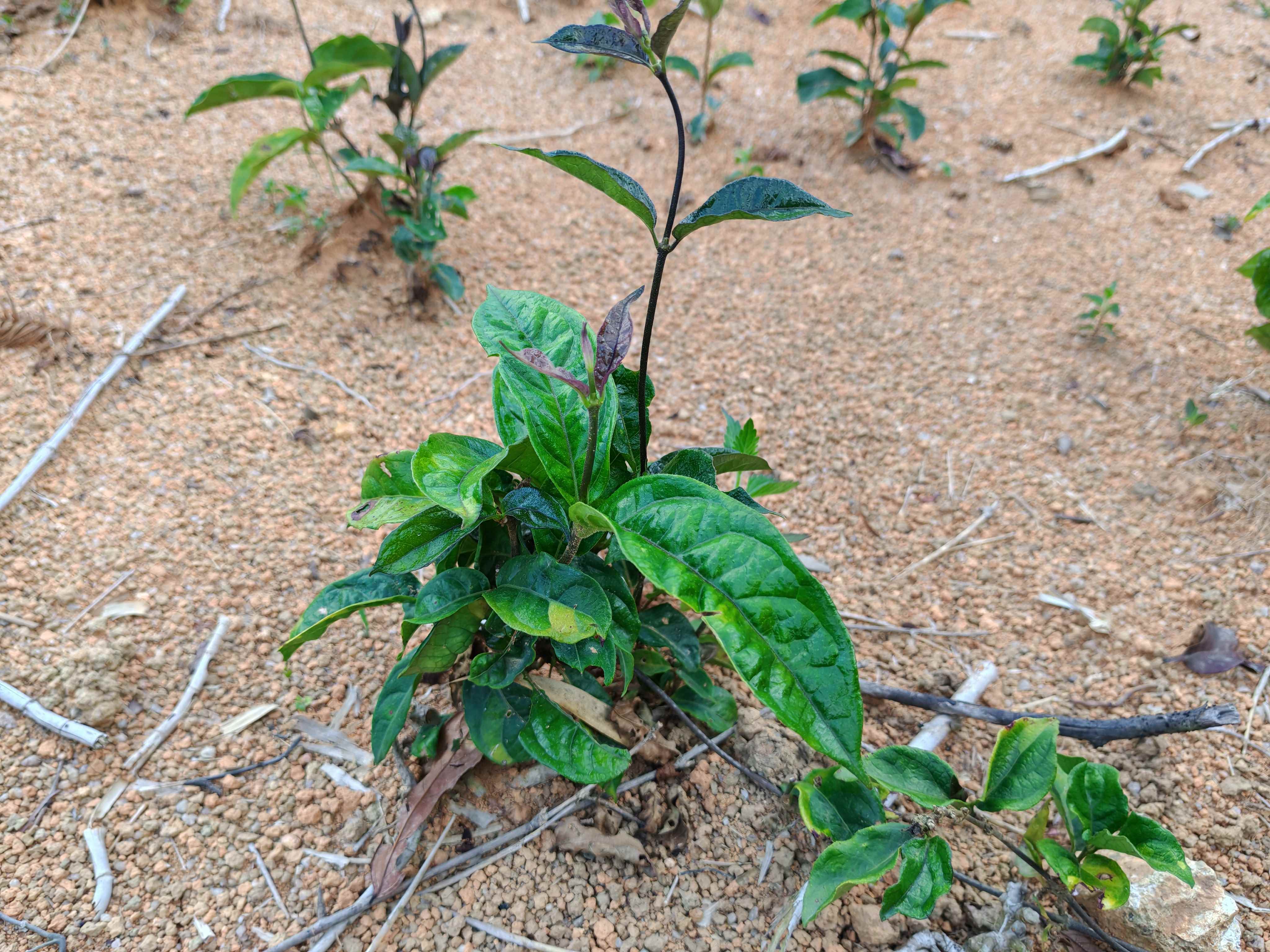 巴戟天团体标准宣贯培训在漳州南靖举行